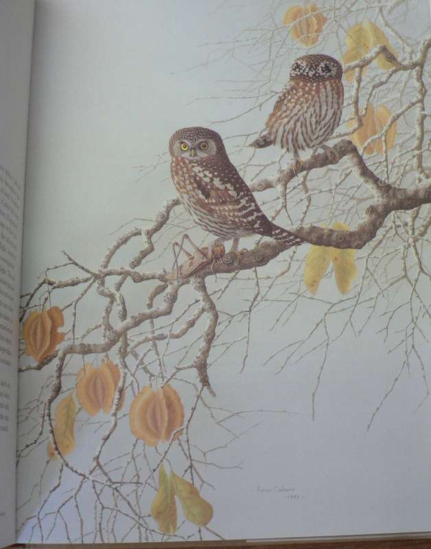 The owls of Southern Africa by Alan Kemp and Simon Calburn