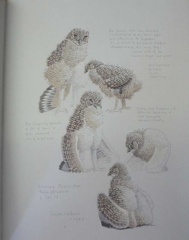 The owls of Southern Africa by Alan Kemp and Simon Calburn