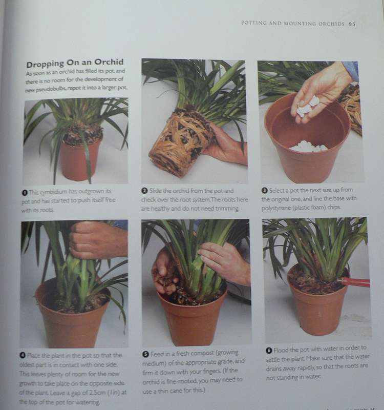 The practical encyclopedia of Orchids by Brian and wilam Rittershausen