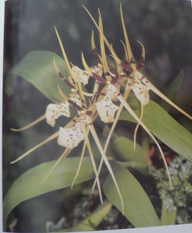 The practical encyclopedia of Orchids by Brian and wilam Rittershausen