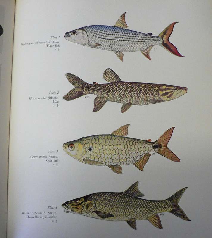 Freshwater fishes of Southern Africa by R.A. Jubb(scarce book)