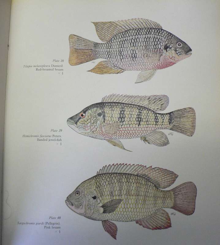 Freshwater fishes of Southern Africa by R.A. Jubb(scarce book)