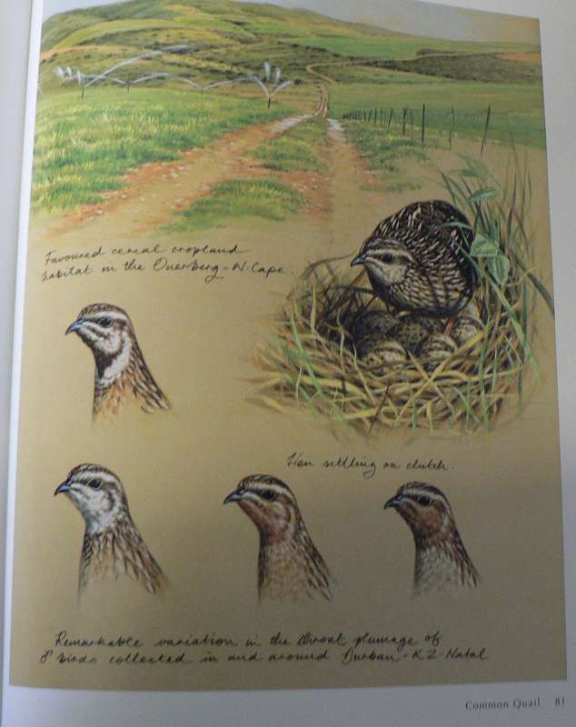 Gamebirds of Southern Africa by Little and Crowe