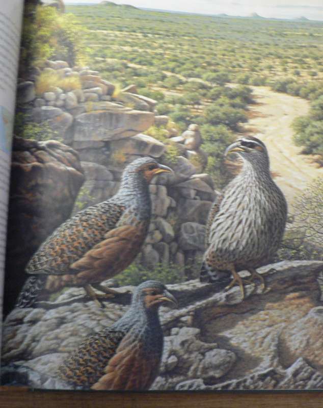Gamebirds of Southern Africa by Little and Crowe