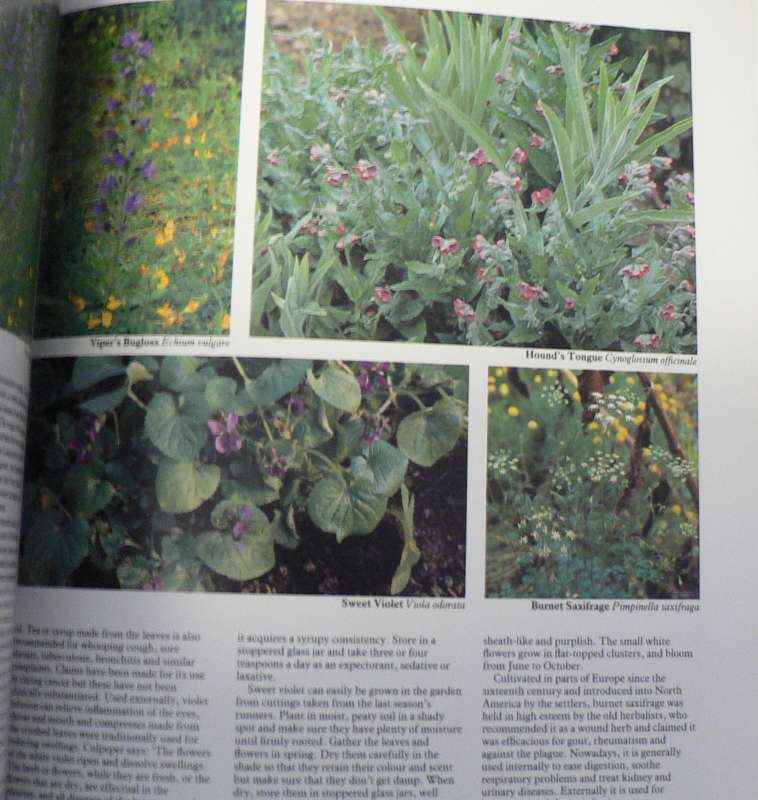 Herbs by Roger Phillips and Nicky Foy(for cookery, health and beauty)