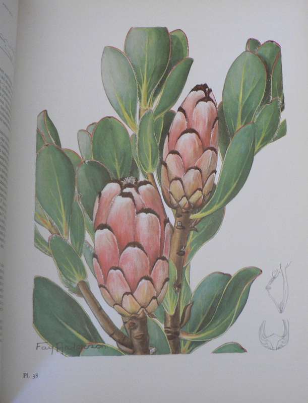 Proteas of Southern Africa by J.P. Rourke