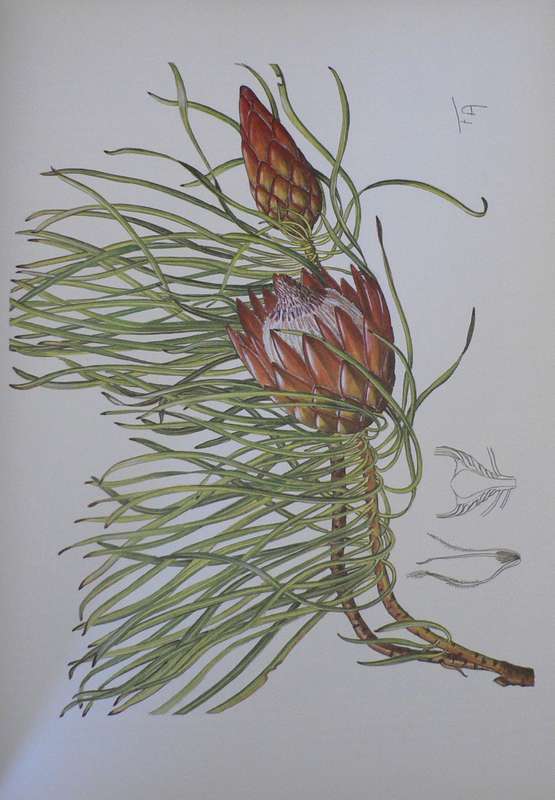 Proteas of Southern Africa by J.P. Rourke
