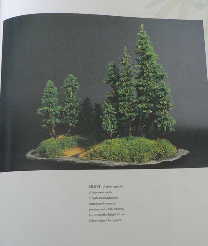 Bonsai identifier by Gordon Owen