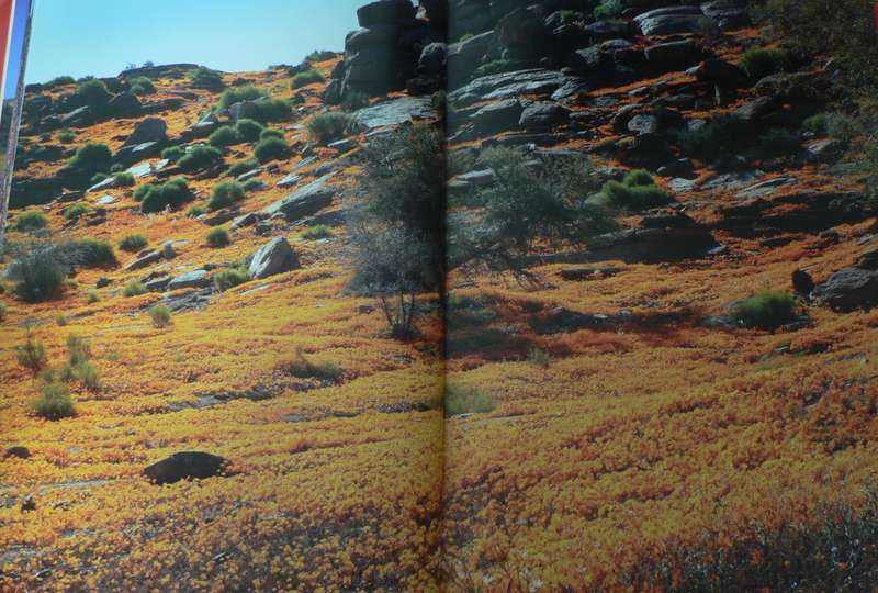 Wild Flowers of South Africa and Namaqualand, floral world heritage site