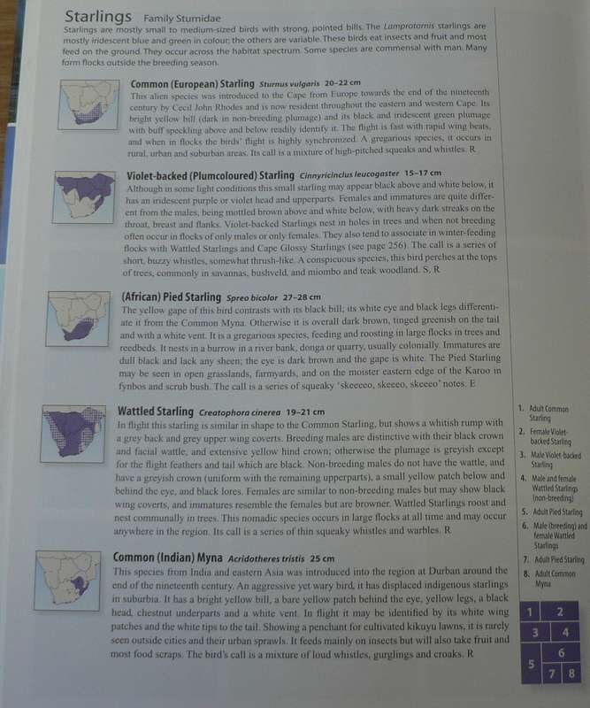 Sasol Birds 0f Southern  Africa, a photographic guide by Sinclair and Davidson