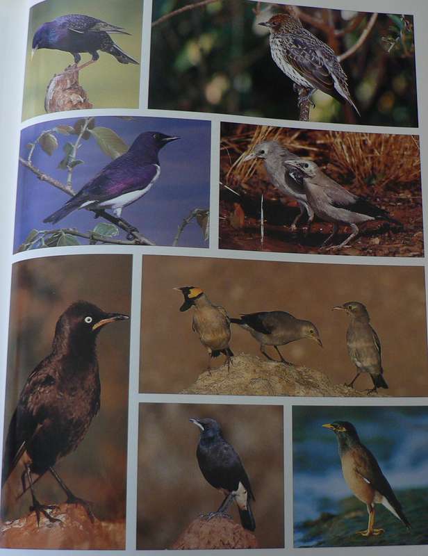 Sasol Birds 0f Southern  Africa, a photographic guide by Sinclair and Davidson