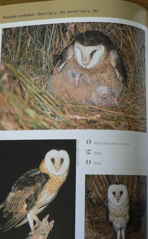 Raptor identification Guide for Southern Africa by Oberprieler and Cillie
