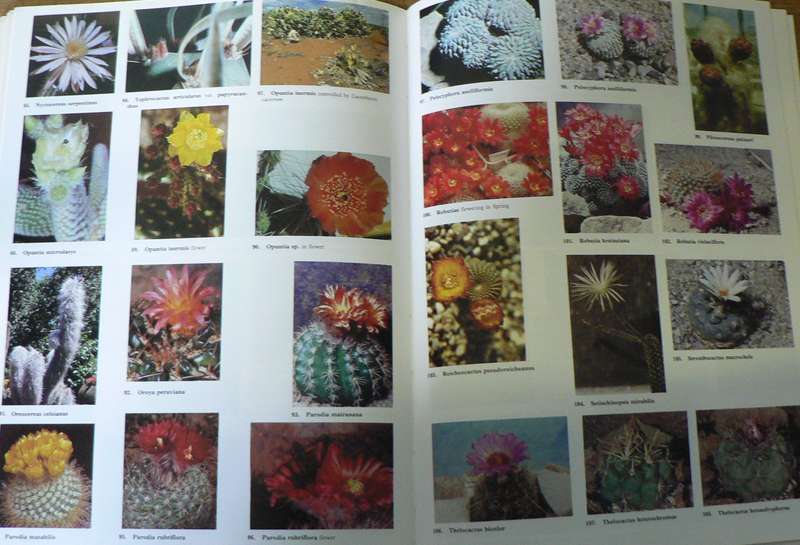 Growing Cacti and Succulents in the Southern Hemisphere by W. and S. Harland