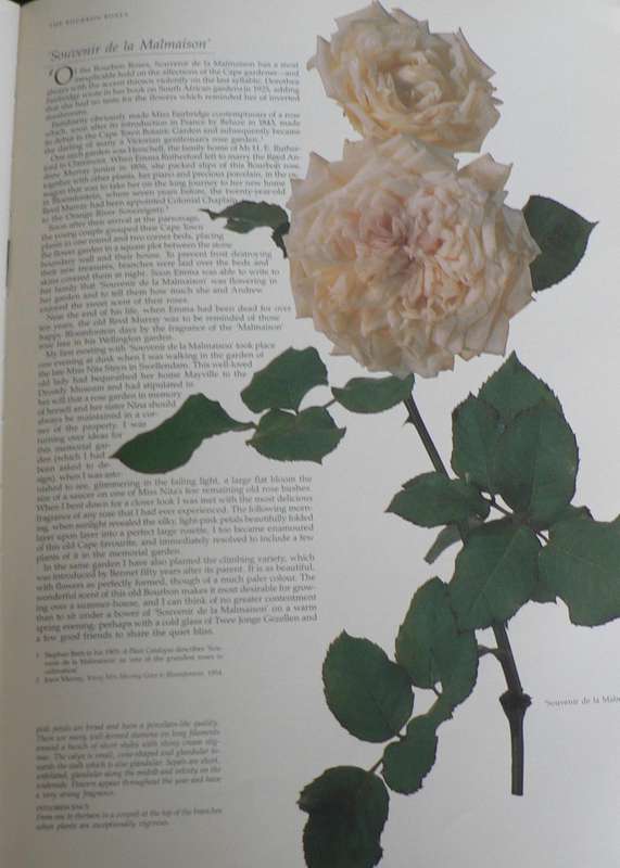 Roses at the Cape of Good Hope by Gwen Fagan