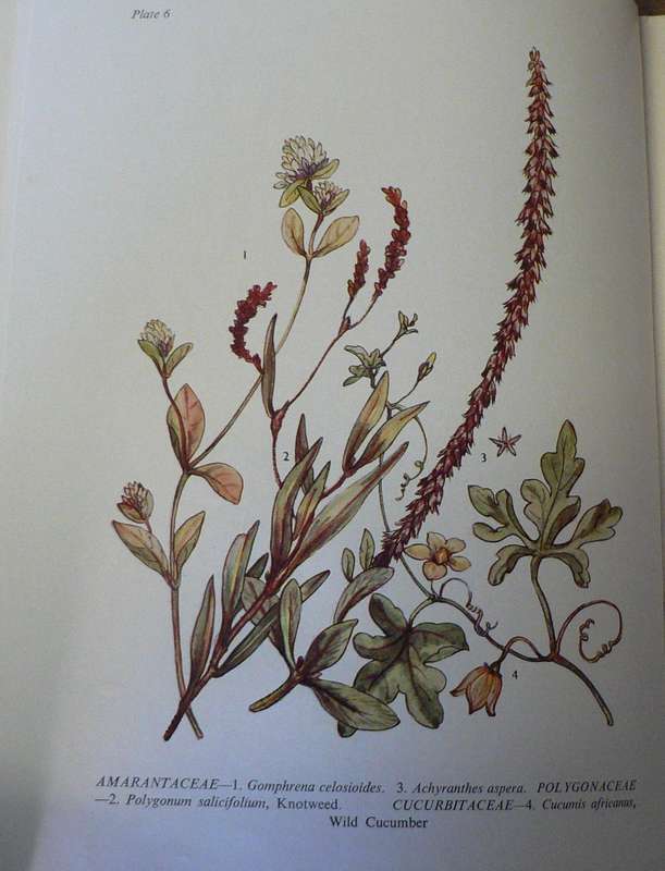 Rhodesian Wild Flowers by Martineau and Phear (Rhodesiana)