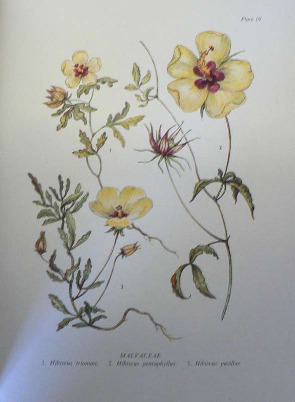 Rhodesian Wild Flowers by Martineau and Phear (Rhodesiana)