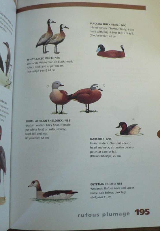 Newman's birds by colour by Kenneth Newman