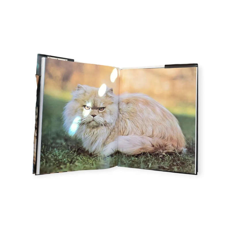 Best loved cats of the world - Peter McHoy
