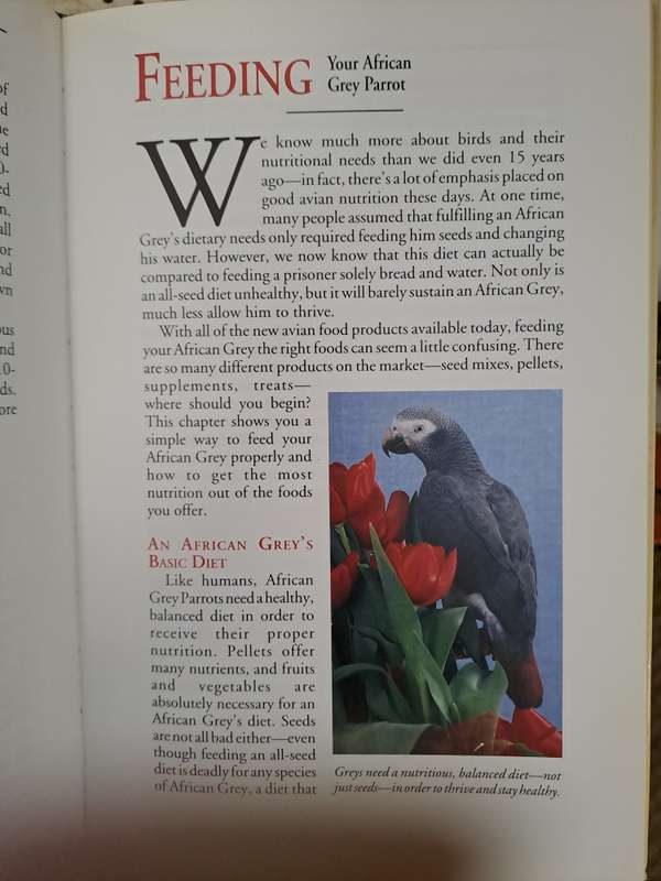 AFRICAN GREY PARROTS. By N Moustaki