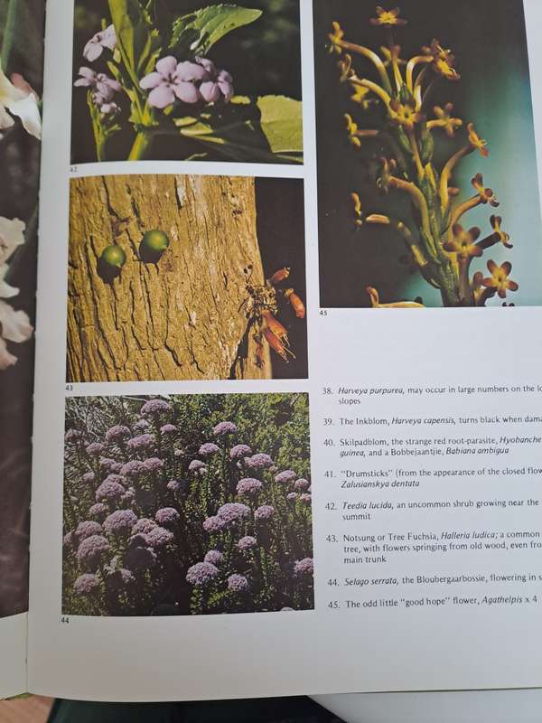 WILD FLOWERS OF TABLE MOUNTAINS By W Jackson