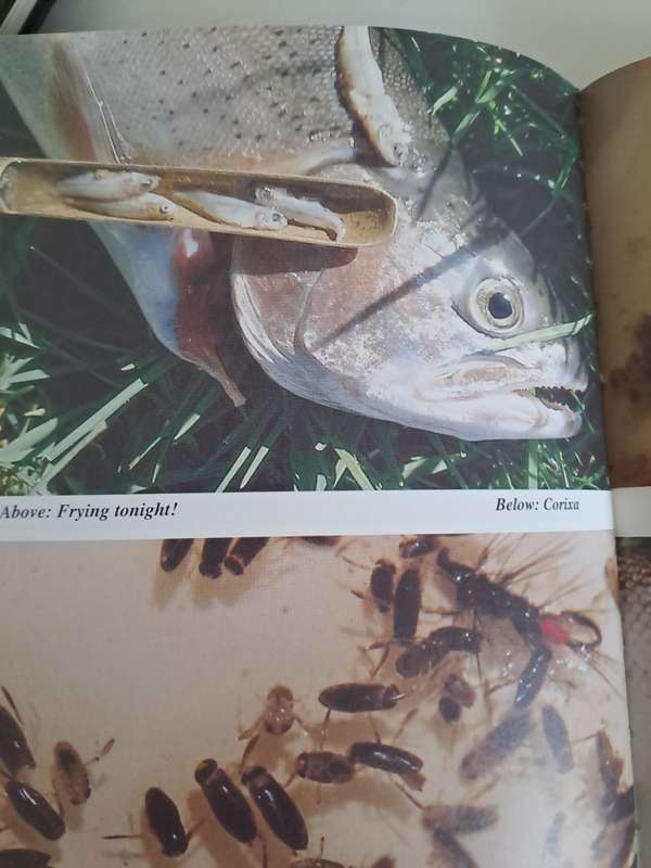 TROUT THROUGH THE LOOKING÷GLASS.By M Meintjes