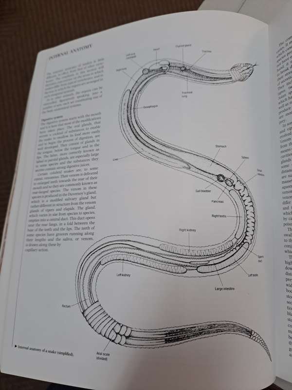 THE ENCYCLOPEDIA OF SNAKES.  By C Mattison