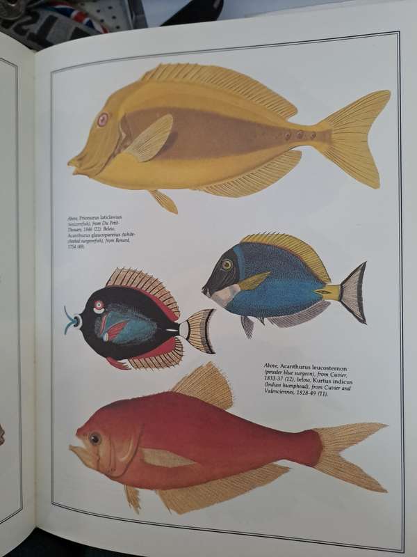 FISH OF THE WORLD.  A Collection of 19th century Paintings. By H Aramata