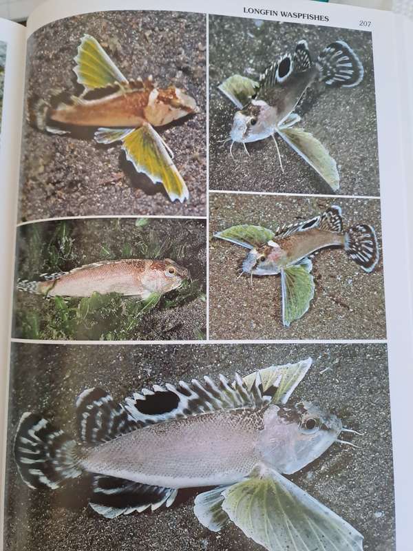 WORLD ATLAS OF MARINE FISHES.  By R Kuiter & H Debelius