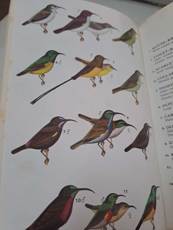 A FIELD GUIDE TO THE BIRDS OF WEST AFRICA. By W Serle, G Morel & W Hasrtwig