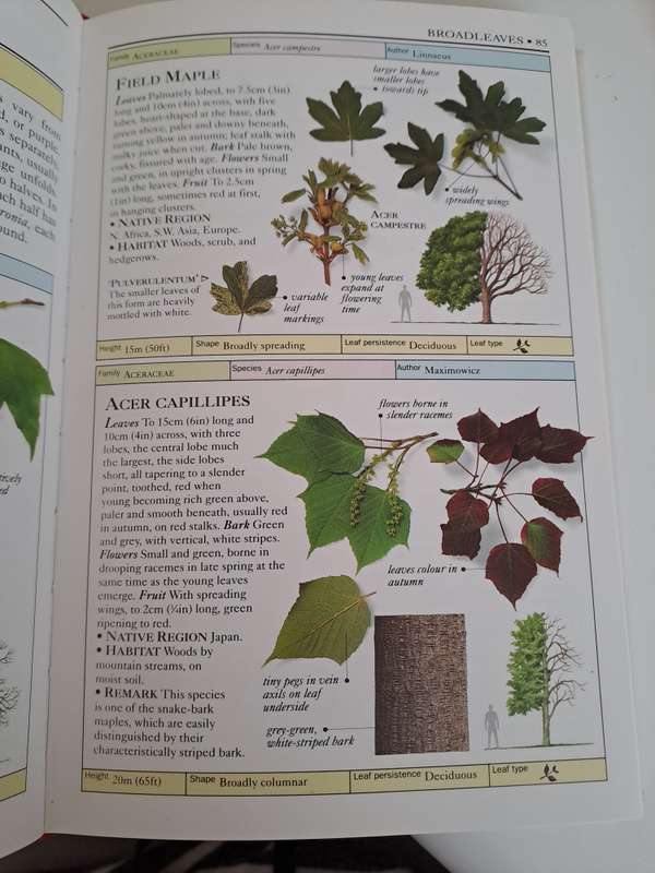TREES. EYEWITNESS HANDBOOKS.By A. Coomes