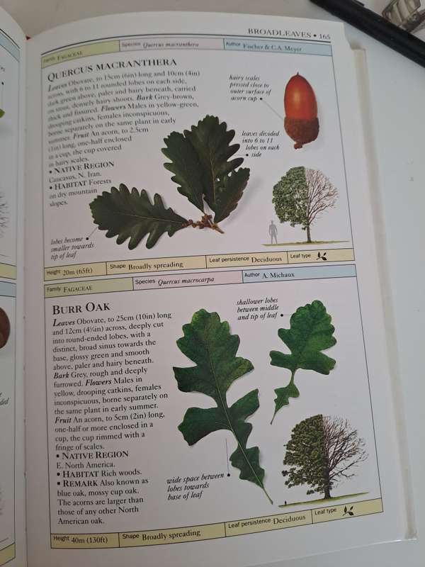 TREES. EYEWITNESS HANDBOOKS.By A. Coomes