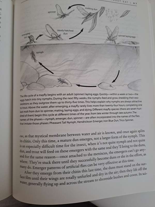 GETTING STARTED IN FLY FISHING  By Tom Fuller
