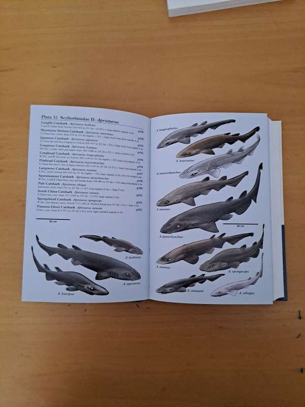 THREE BOOKS ON SHARKS