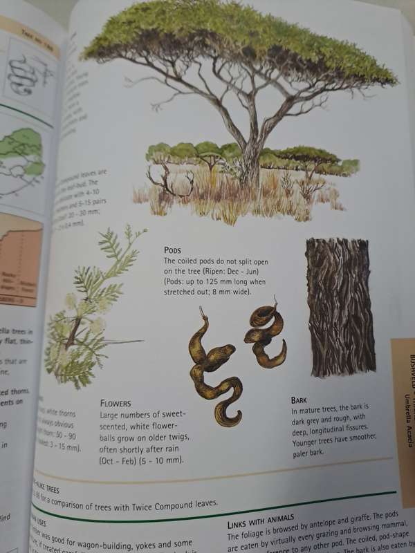 SAPPI TREE SPOTTING. KWA ZULU NATAL AND EASTERN CAOE