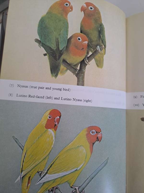 LOVEBIRDS AND THEIR COLOUR MUTATIONS. By J Hayward.