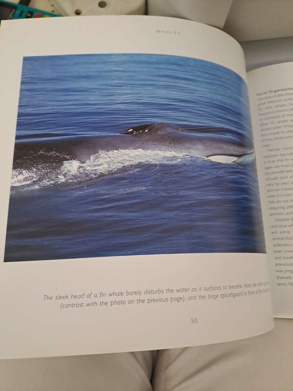 WHALES. By Phil Claphan