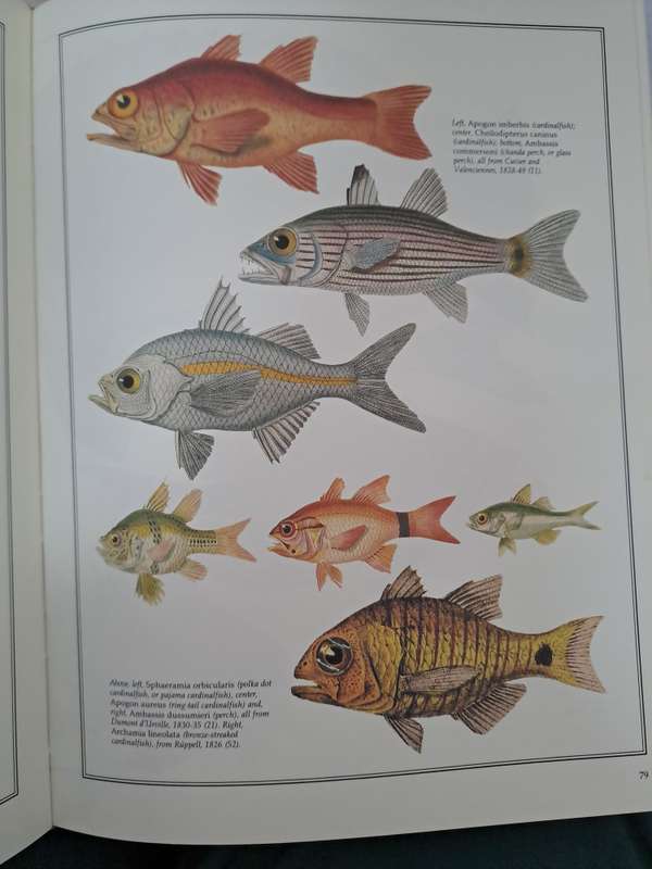 FISH OF THE WORLD.  A Collection of 19th century Paintings. By H Aramata