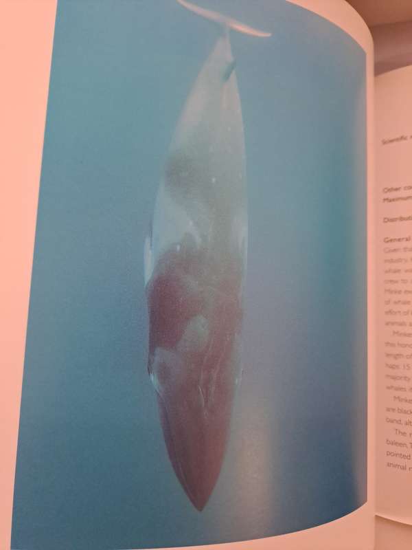 WHALES. By Phil Claphan