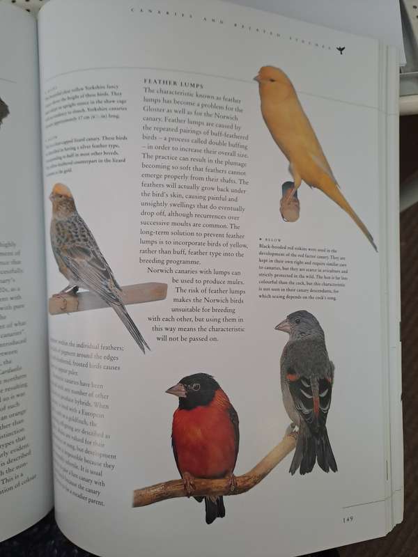 CAGED AND AVIARY BIRDS. By D Alderton