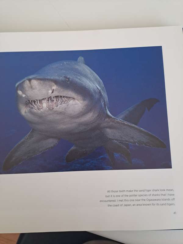 SHARK. By Brian Skeery