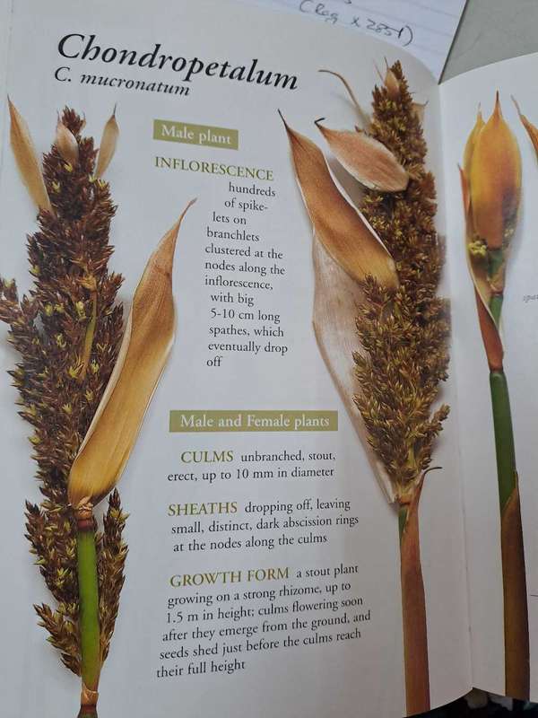 RESTIOS OF THE FYNBOS By E Haaksma & H Linder
