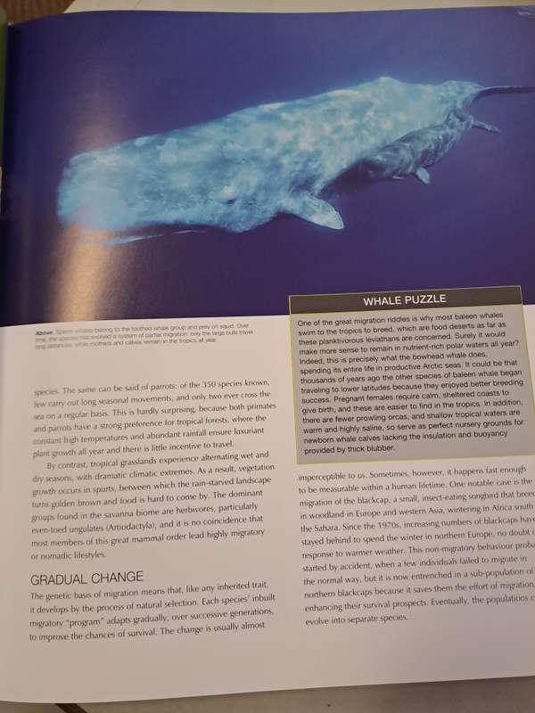 ANIMAL MIGRATION.  By Ben Hoare
