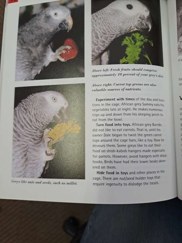 AFRICAN GREY PARROTS.