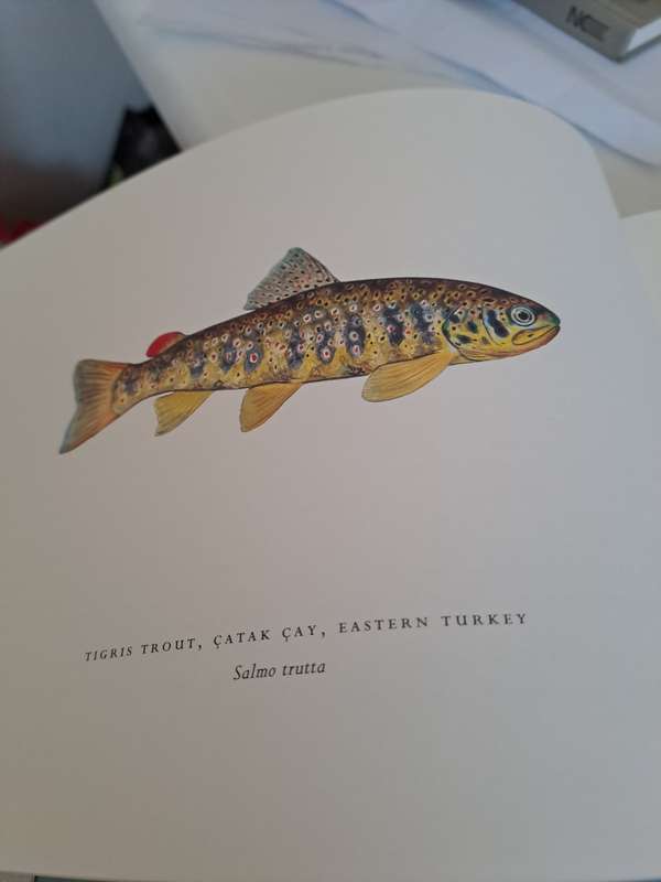 TROUT OF THE WORLD.  By James Prosek
