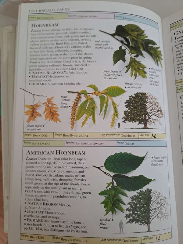 TREES. EYEWITNESS HANDBOOKS.By A. Coomes