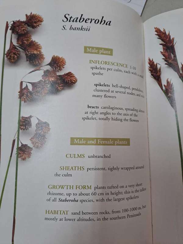 RESTIOS OF THE FYNBOS By E Haaksma & H Linder