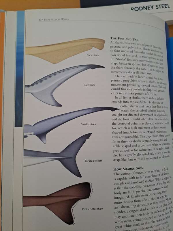 THREE BOOKS ON SHARKS