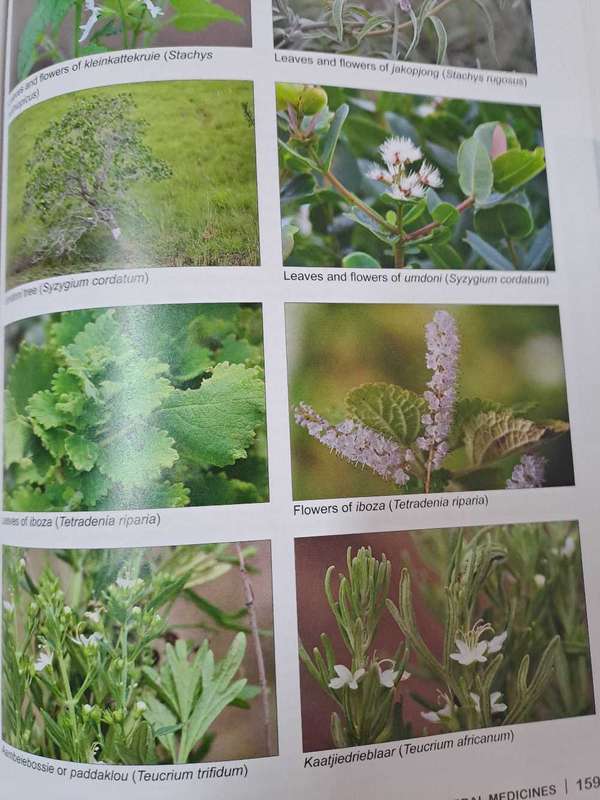 PEOPLE'S PLANTS By B van Wyk and N Gericke