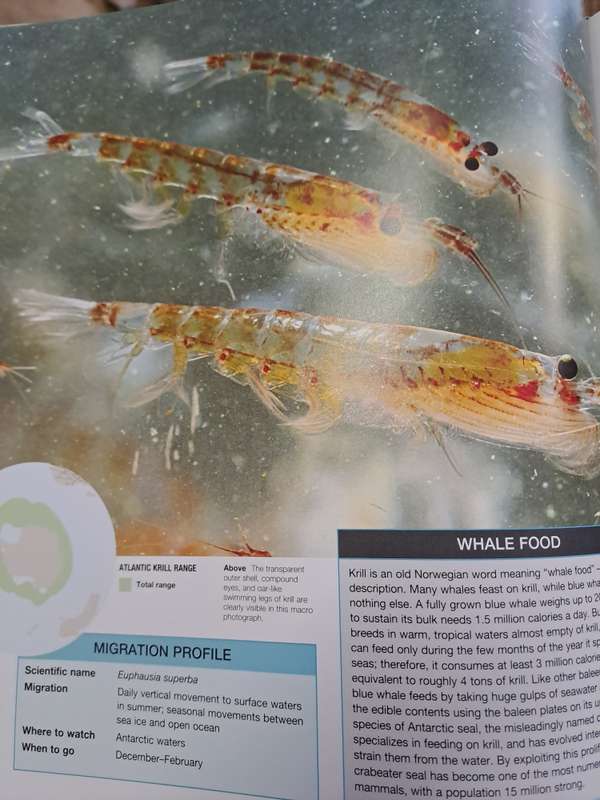 ANIMAL MIGRATION.  By Ben Hoare
