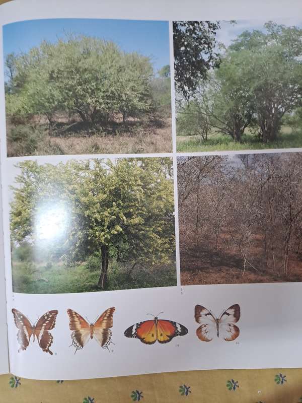 BUSHVELD TREES - By  M. Funston